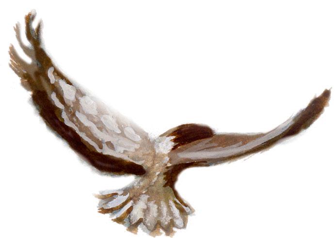 Ara