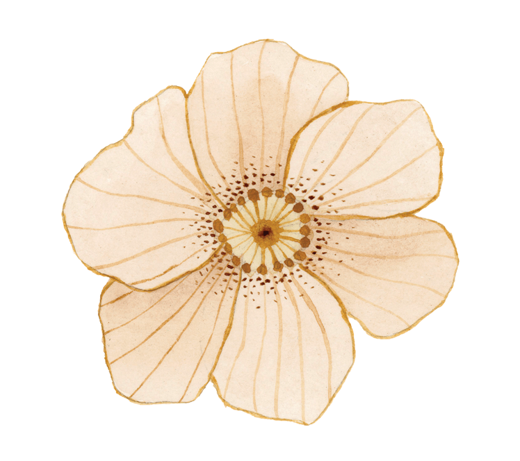 papaver