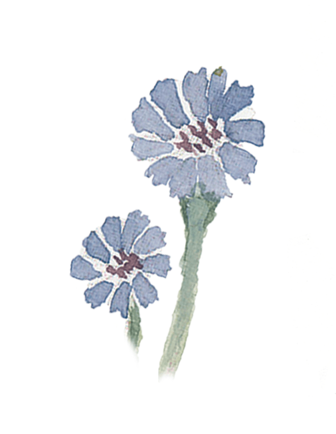 Korenbloem