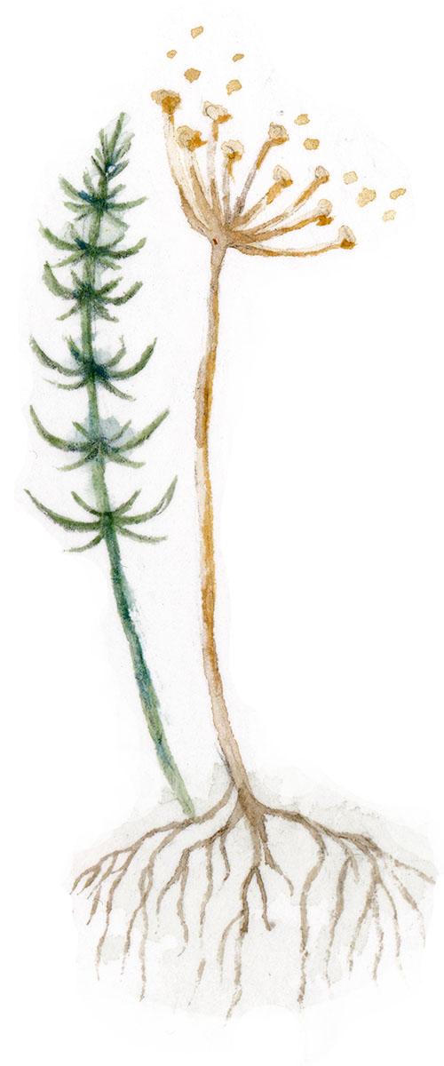Plantje