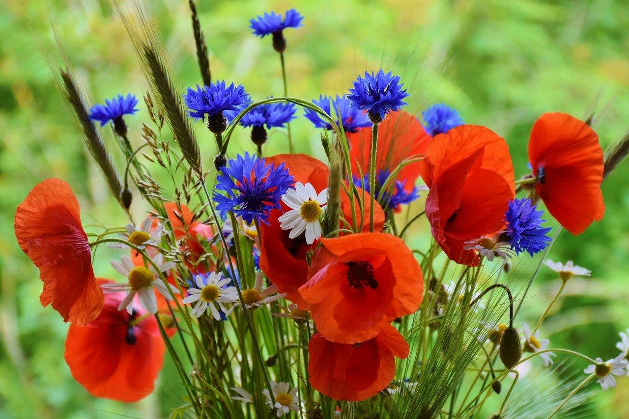 Veldbloemen